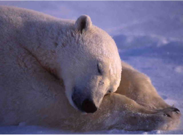 没後20年、星野道夫による写真展開催。アラスカの大自然で撮影した写真