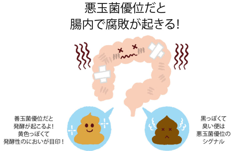 臭いおならは病気のサイン!? 腸内環境の悪化を放置しないほうがいい理由を解説［専門家 監修］ - ローリエプレス