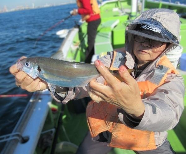 釣果速報】神奈川県長崎屋のアジ釣行で竿頭がどっさり147匹キャッチ
