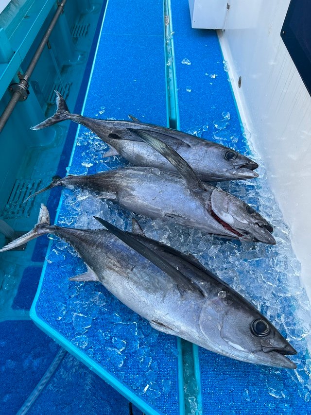 マグロ様　確認用 釣果速報】静岡県もき丸で10kgのビンチョウマグロ上がる！次なる挑戦者
