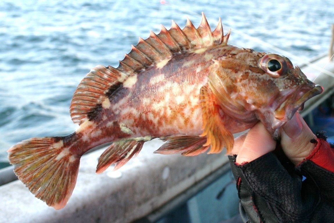 カサゴを釣って食べよう！初心者でも楽しめるターゲット「カサゴ」釣り