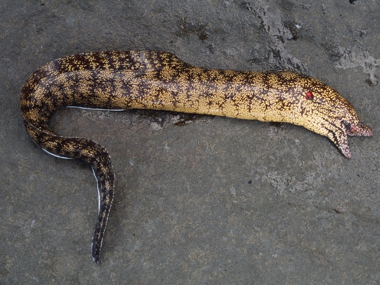 ウツボは危険な海の生き物 生態や釣り方 食べ方まで詳しくチェック 19年11月7日 エキサイトニュース