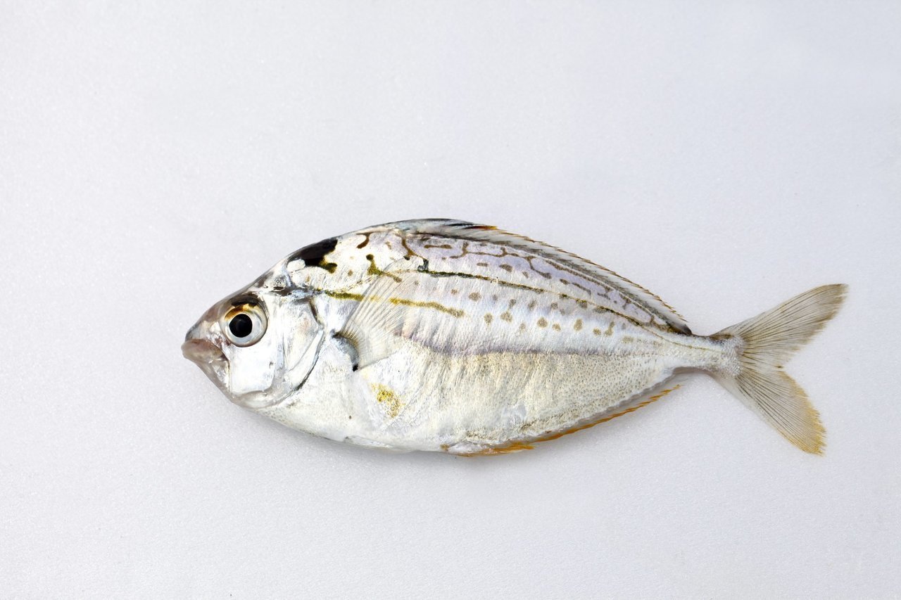 ヒイラギって魚知ってる 釣り方からさばき方 おすすめの料理法まで一挙ご紹介 19年11月21日 エキサイトニュース