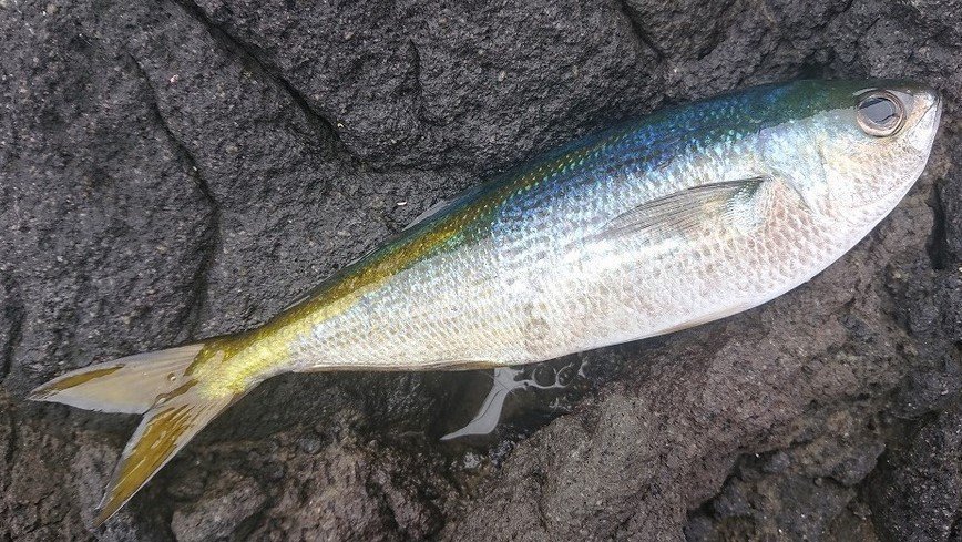 タカベってどんな魚 小型の高級魚タカベを釣って食べてみよう 年8月3日 エキサイトニュース