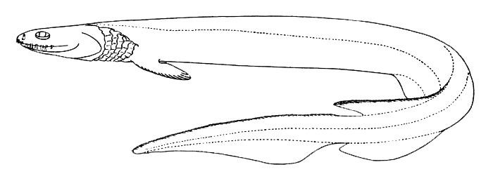 ラブカってどんな魚なの？ゴジラ第1形態に似た深海サメを詳しくチェック (2020年8月15日) - エキサイトニュース