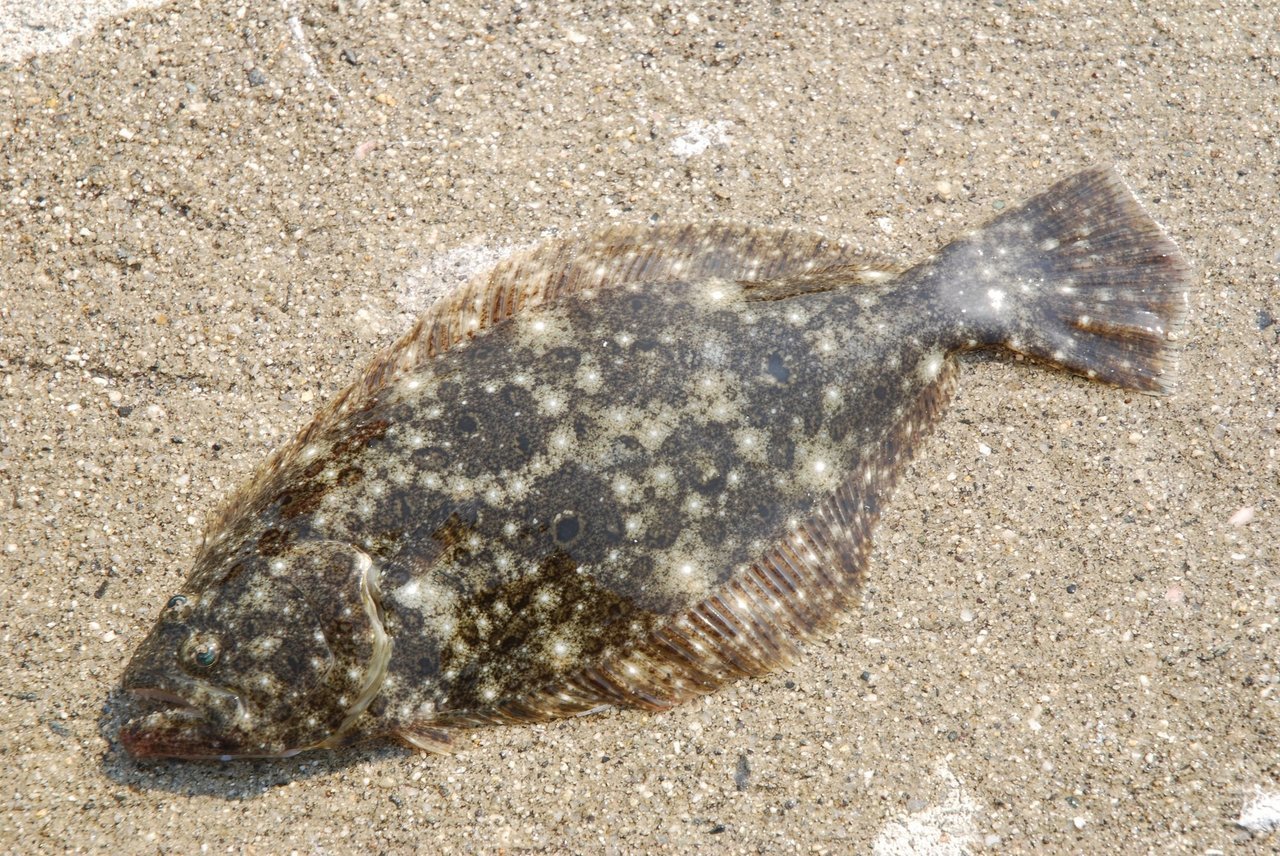 えっ、岸から高級魚ヒラメ・ブリが狙える！? プロアングラー前山の波止ヒラメ・ブリ泳がせ釣り挑戦記 (2022年3月20日) - エキサイトニュース