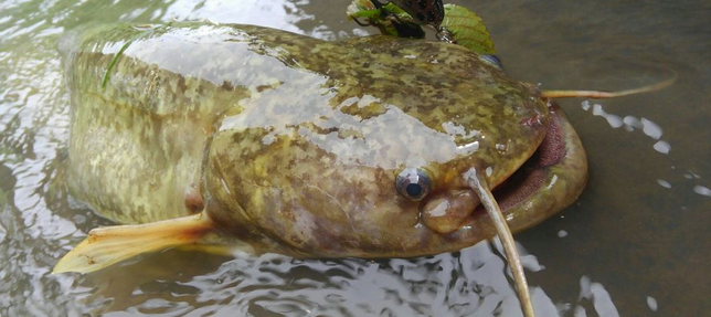 ナマズの釣り方特集 飼育にもチャレンジしてみよう 22年6月1日 エキサイトニュース