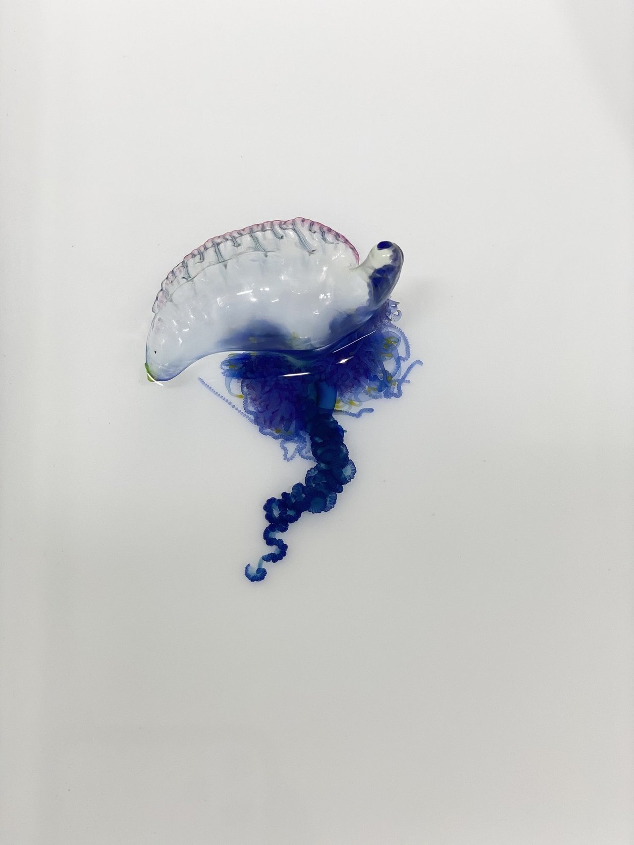 釣り人は要注意 神奈川県の海岸に猛毒クラゲが漂着 触れるとショック死する可能性も 応急処置はどうする 22年7月8日 エキサイトニュース