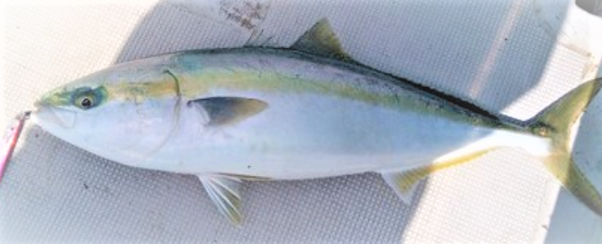 イナダを釣って食べたい 釣り方や食べ方レシピをチェック 初心者向き 22年9月19日 エキサイトニュース