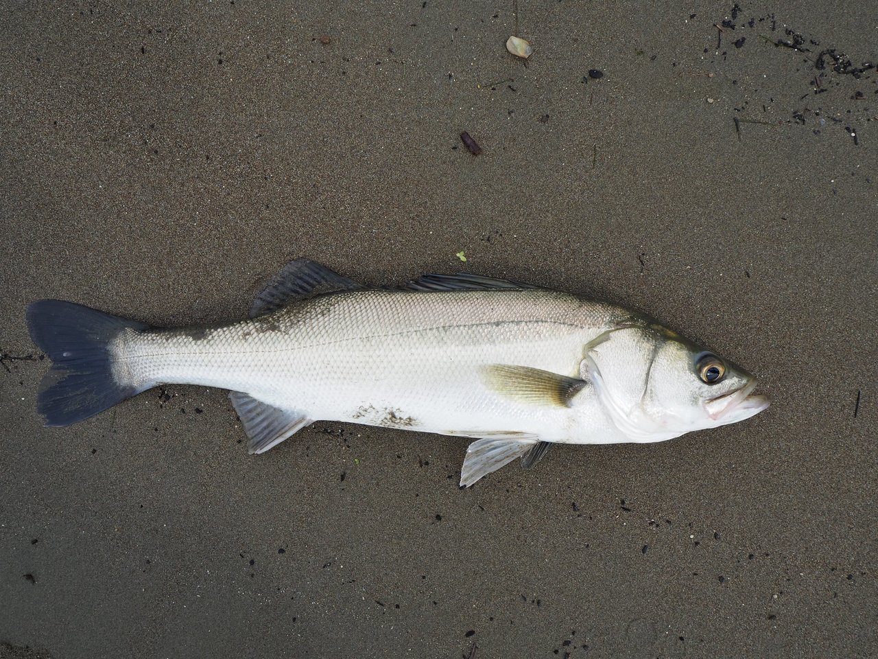 スズキとシーバスとは同じ魚 スズキの見分け方を詳しくご紹介 18年3月15日 エキサイトニュース