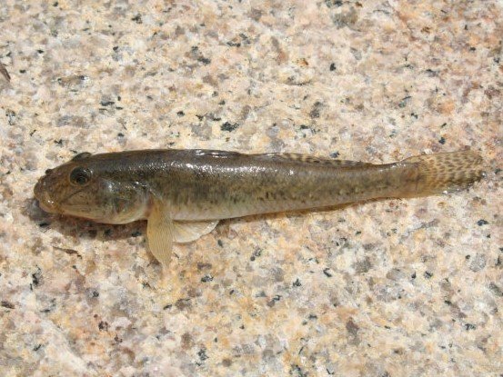 ハゼ釣りのコツを大公開 ハゼの特徴やシーズンから使用タックル 美味しい食べ方レシピまでご紹介 年7月1日 エキサイトニュース 2 5
