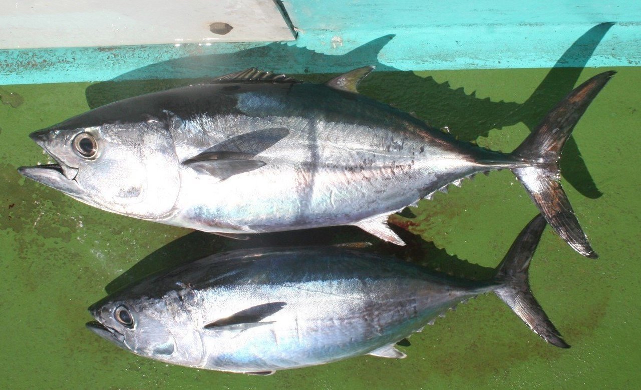 マグロってどんな魚 マグロの生態や幼魚 ヨコワの釣り方 美味しい食べ方レシピまで大公開 年7月16日 エキサイトニュース 4 7