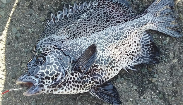 シガテラってどんな食中毒なの？特徴や症状について詳しくチェック (2021年1月29日) - エキサイトニュース