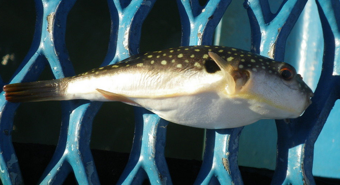 フグの種類って見分けられる 絶対に食べてはいけない毒を持った魚を徹底チェック 21年4月5日 エキサイトニュース