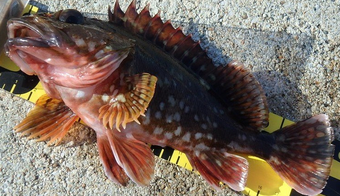 広島県で釣りを楽しみたい！釣れる魚とおすすめ管理釣り場を