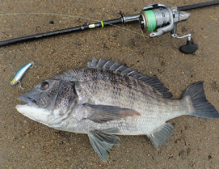 クロダイをもっと釣りたい 初心者におすすめの仕掛け 釣り方や人気タックル特集 21年4月21日 エキサイトニュース 3 5