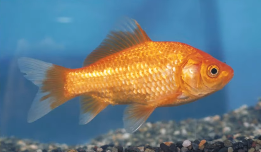 金魚の種類って見ただけでわかる 特徴や飼育してみたい種類をチェック 21年4月25日 エキサイトニュース