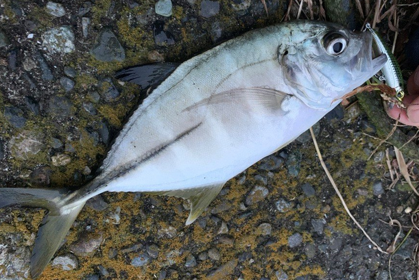 ガーラってどんな魚なの 特徴や生態 釣り方 食べ方をピックアップ 21年6月30日 エキサイトニュース