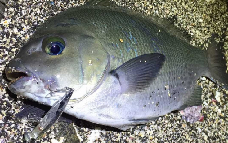 グレってどんな魚なの 特徴や釣り方 食べ方を詳しくチェック 21年7月7日 エキサイトニュース