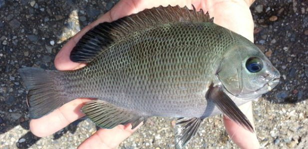 磯釣りターゲットのグレを釣りたい 堤防では釣れないの おすすめの釣り方特集 21年8月23日 エキサイトニュース