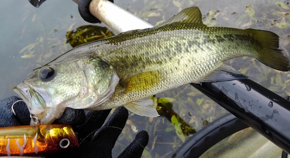 バスってどんな魚なの 生態や釣り方を知ってバス釣りを楽しもう 21年10月3日 エキサイトニュース
