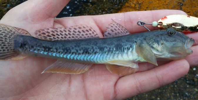 ハゼの釣り方や食べ方をマスターしたい おすすめ釣りタックルもピックアップ 21年11月8日 エキサイトニュース