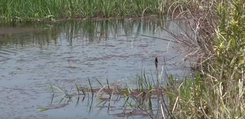 雷魚を食べる 食べない 淡水のルアー対象魚を釣った後はどうする 21年12月30日 エキサイトニュース