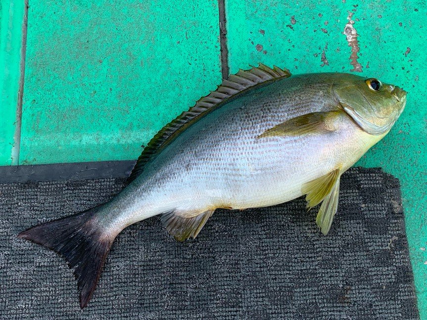 電動リールで誘うイサキ釣り を意識すれば手で誘うよりもアタリが出やすい 22年2月10日 エキサイトニュース