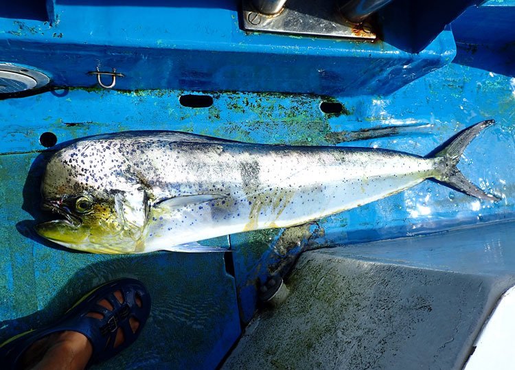 ハワイアンのマヒマヒって実は日本のあのお魚だった！？その意外な由来