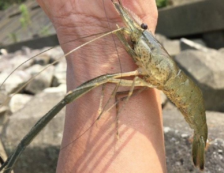 テナガエビ 飼育 照明 トップ 最適