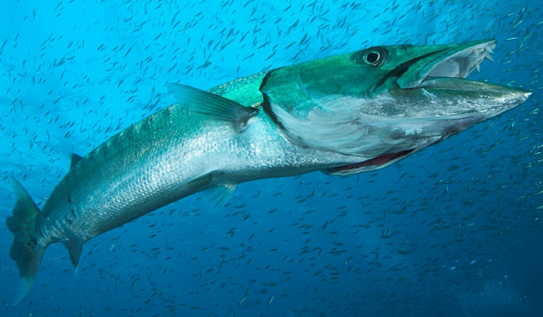 オニカマス＝バラクーダって釣ったことある？食べてはいけない魚の詳細チェック (2023年12月16日) - エキサイトニュース