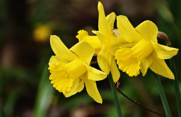 水仙 スイセン の花言葉 ギリシャ神話が関係する花の意味を解説 ローリエプレス