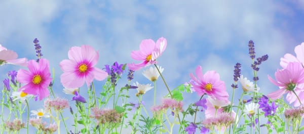 ラベンダーの花言葉 ハーブの女王と呼ばれる香りが素敵な花に込められた意味を解説 ローリエプレス