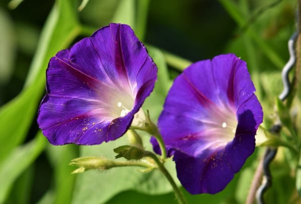 朝顔 アサガオ の花言葉 朝の美人の顔と言われる花の意味を解説 ローリエプレス