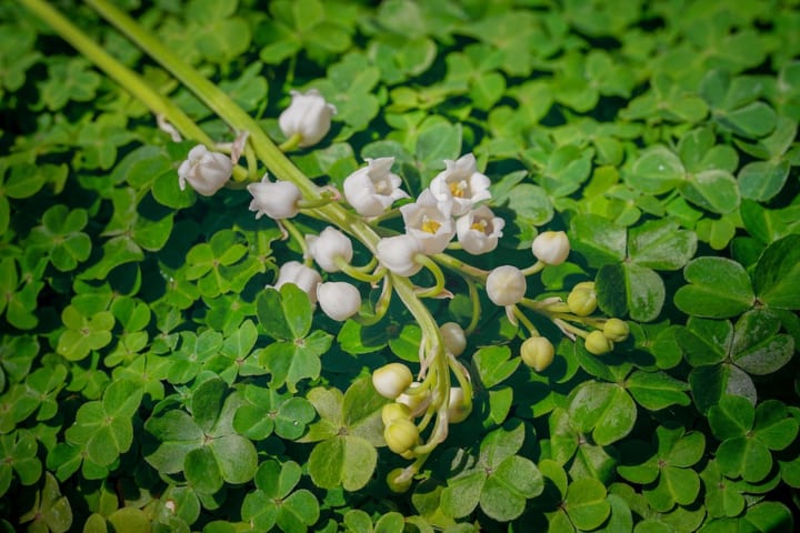 すずらんの花言葉 実は毒を持つ花に込められた意味を解説 ローリエプレス