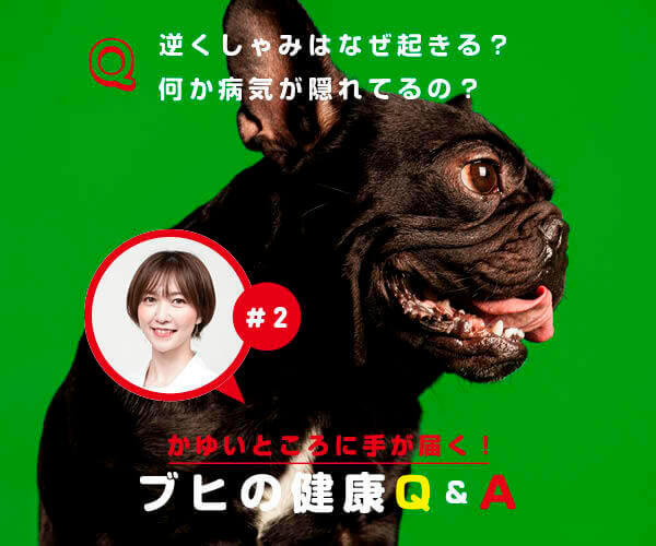 Q逆くしゃみはなぜ起きる 頻繁に起きる場合 何か病気が隠れているの ブヒの健康q A 21年11月28日 エキサイトニュース Q逆くしゃみはなぜ起きる 頻繁に起きる場合 何か病気が隠れているの ブヒの健康q A 21年11月28日 エキサイトニュース