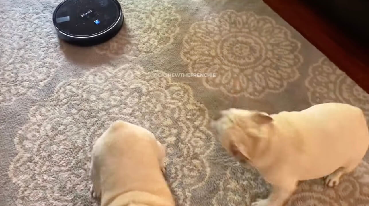 吠えても全然動じない掃除機に ハテナ顔でキョトンとしちゃったフレブル 動画 22年3月9日 エキサイトニュース