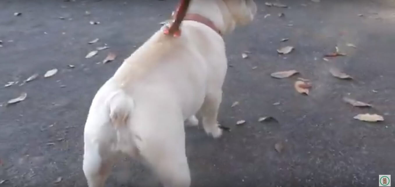 揺れるプリプリ 渦巻きくっきり 散歩中のフレブルのおしり だけ を ただひたすら追いかけたブヒケツムービー 年2月7日 エキサイトニュース 2 2