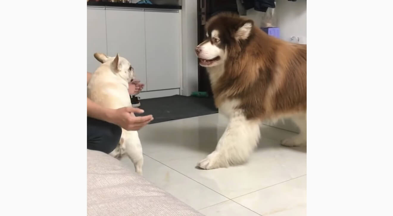 ぼくだって大きいんだ ぞ 大型犬に対面 紆余曲折あって一緒に眠るまで 過程の全部が超微笑ましい フレブル動画 年8月21日 エキサイトニュース