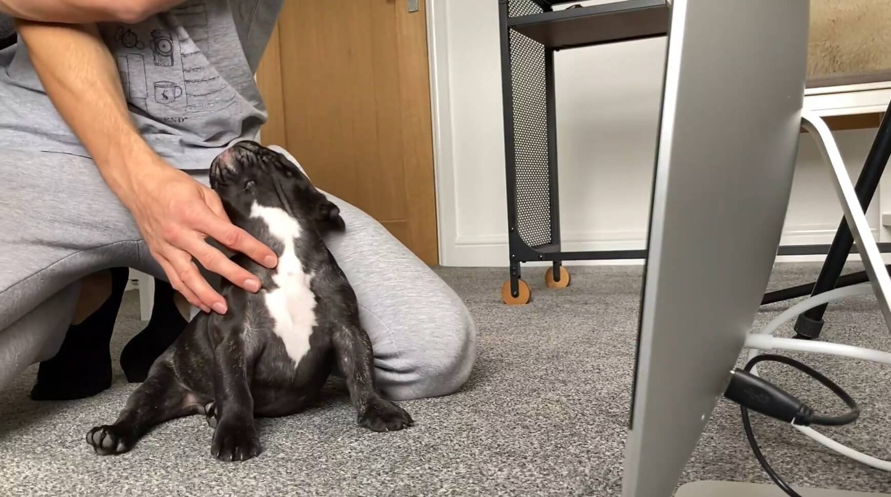 自分の動画を見たフレブル すぐに首をひねり お部屋の中で 謎の犬 を捜索 ってピュアすぎカワエエ 動画 年8月30日 エキサイトニュース
