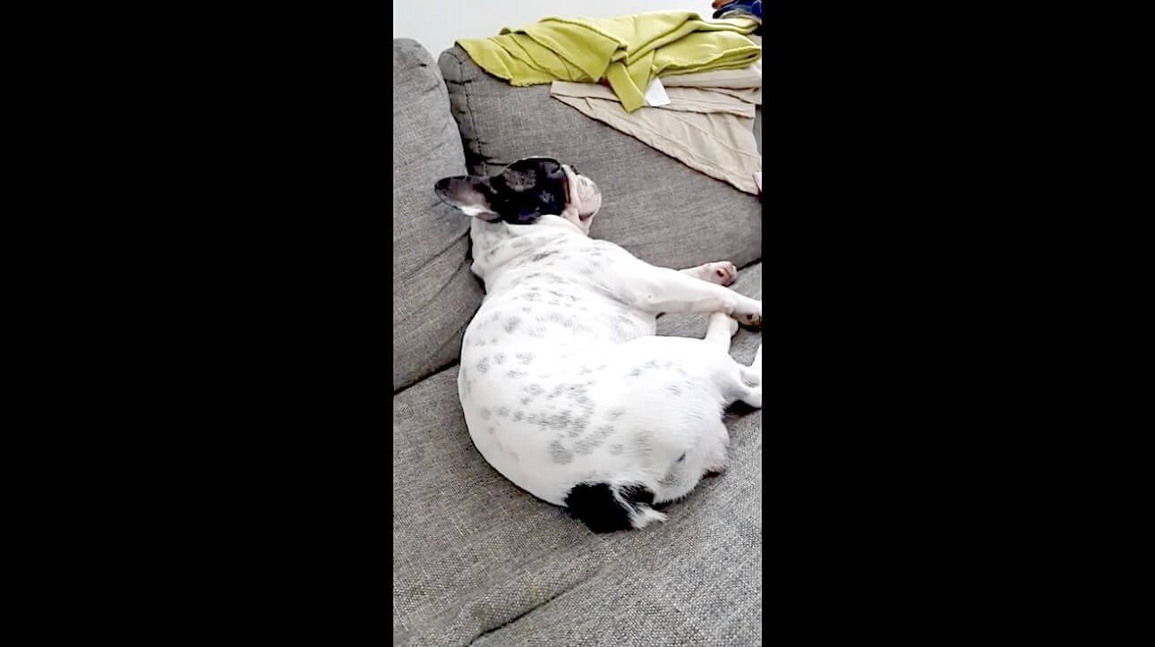 おっさんいびきにキュートなオナラ音 魅力をギュッと詰め込んだフレブル動画が発見された これ世界一の癒し動画 21年3月6日 エキサイトニュース