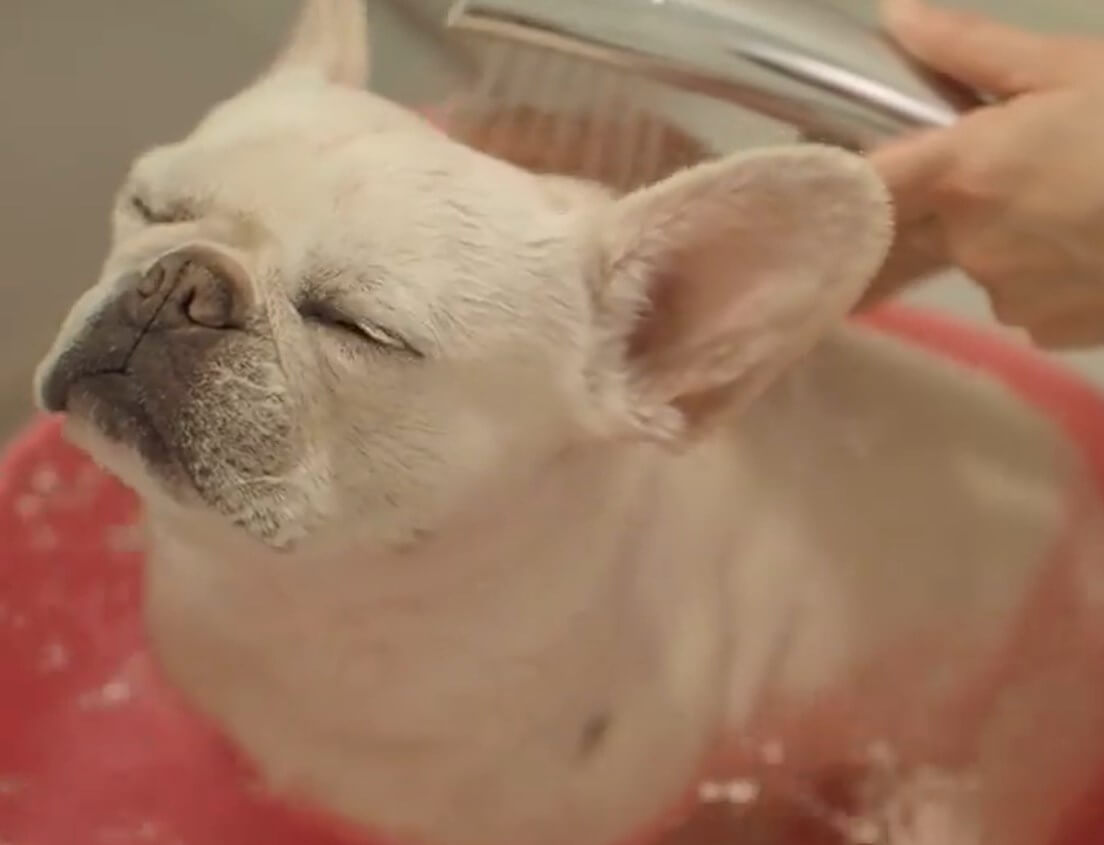 自ら風呂桶に入っていくお風呂大好きフレブル この後ろ姿も フゥ なウットリ顔も全部が最高可愛い 動画 21年3月15日 エキサイトニュース
