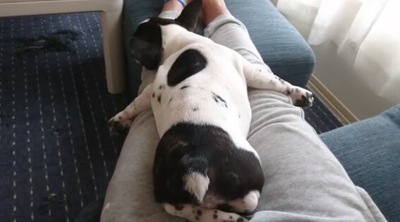 こちらの天使かわいいフレブルパピーちゃんが この後おっさん級のいびきを披露してくれました 可愛いがすぎる 動画 21年4月4日 エキサイトニュース