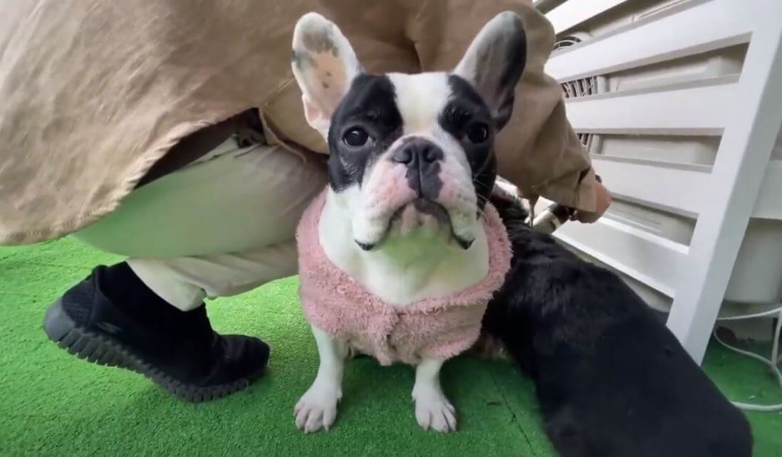 ﾑｽ ダックスの自宅トリミングを お遊び だと勘違い 嫉妬したフレブルが堂々割り込み 間に鎮座中 動画 21年6月13日 エキサイトニュース