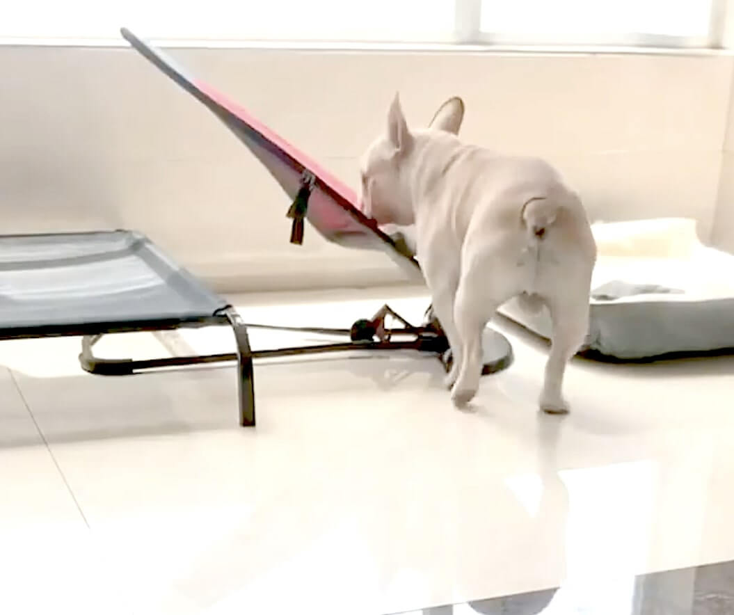 当たり前のように赤ちゃんのバウンサーに乗り バイバイ ン と揺れながら普通に眠り始めたフレブル 動画 21年5月13日 エキサイトニュース