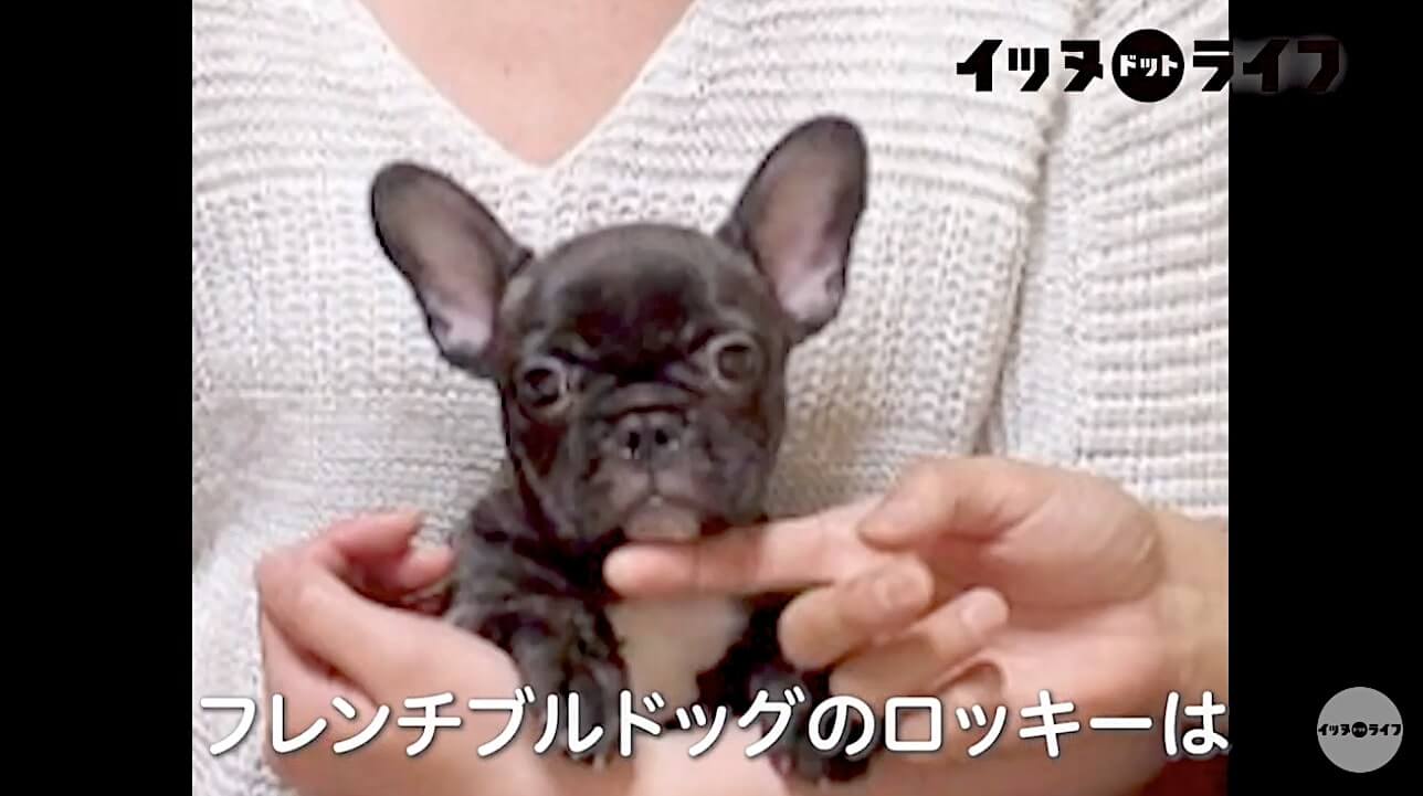急にできた人間の弟にポカン 徐々に 兄 らしい姿を見せていくフレブルの日常が ただの最高だった 動画 21年6月16日 エキサイトニュース