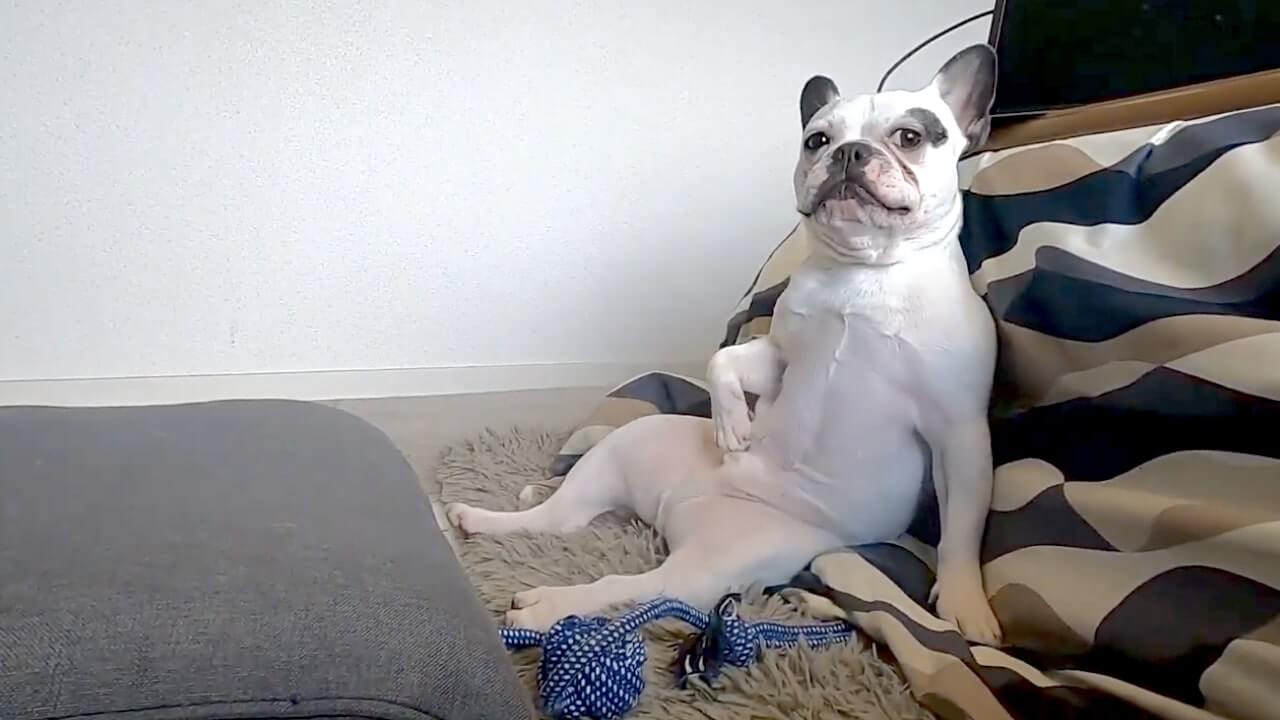 ﾊｯ 愛しい我が子の貴重なチンスリタイムを収めようとしたら 気づいた瞬間中止 それもまた可愛い 動画 21年7月29日 エキサイトニュース