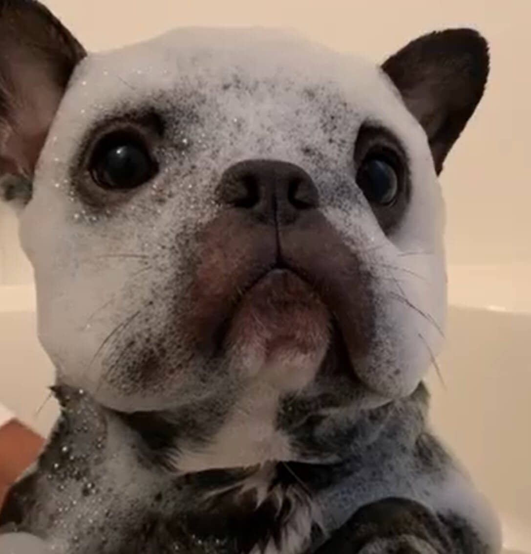 はろー おい 世界一可愛いフレブルパンダを発見したぞ もうゆるキャラ認定まっしぐらだ 21年9月11日 エキサイトニュース