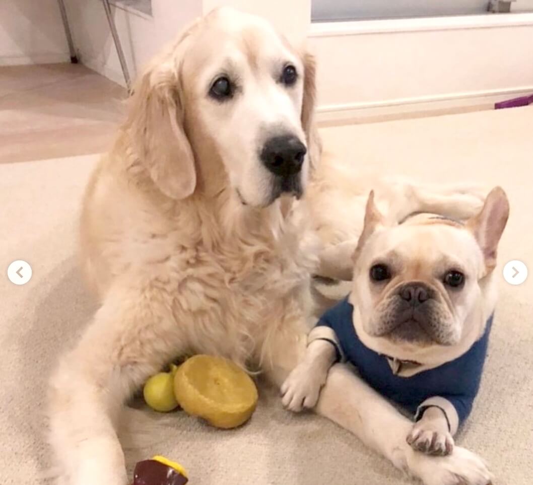 ボクまだ帰んない ワガママをいう子供のように大型犬に甘えるフレブルさん 動画 22年2月26日 エキサイトニュース