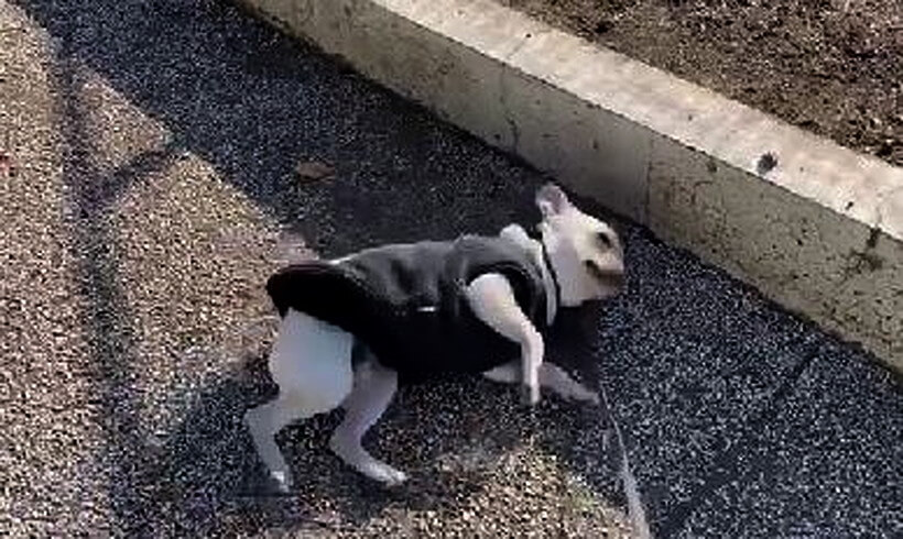 風呂場に不審な犬がいた 勝手に洗い場でひとり寛ぐフレブル 何してんの 動画あり 22年1月31日 エキサイトニュース